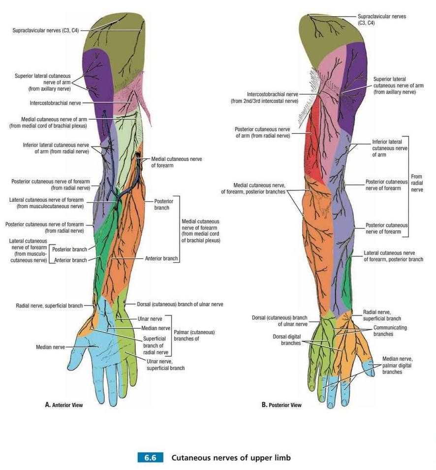 Brachial Plexus