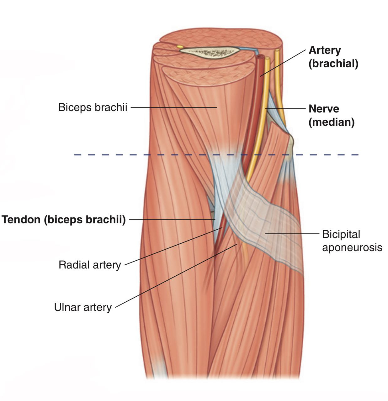 Brachial Artery And Vein Anatomy Brachial Artery And Vein Anatomy