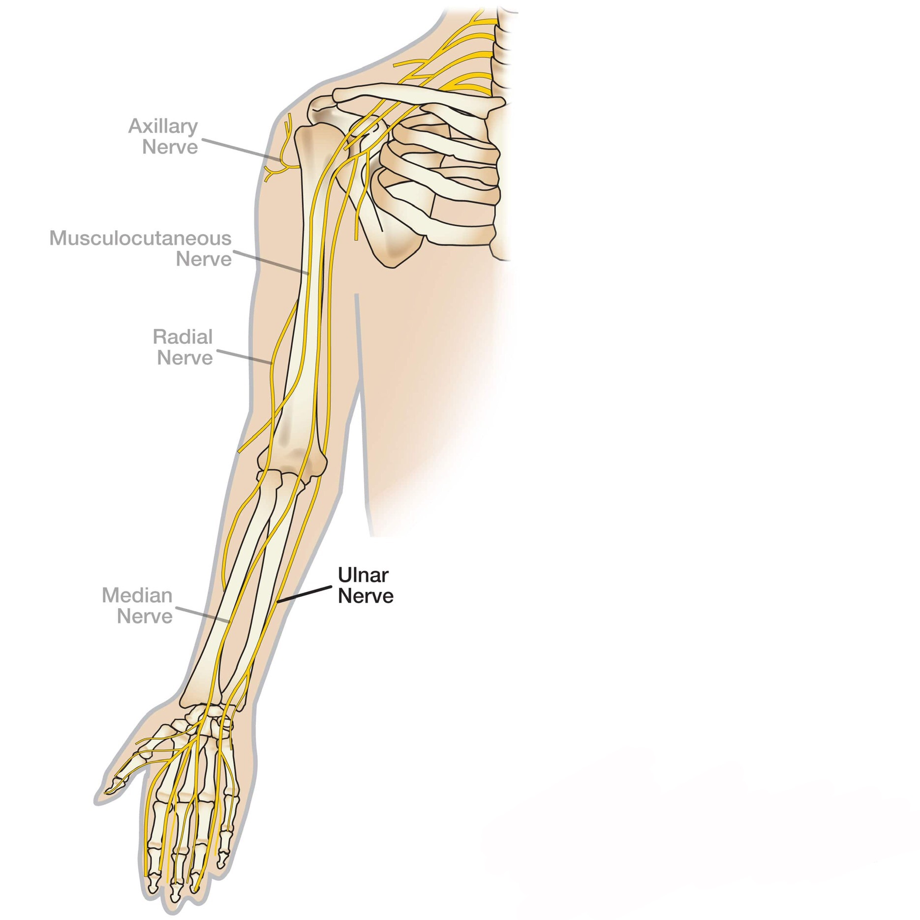 flexor digitorum profundus and superficialis median nerve