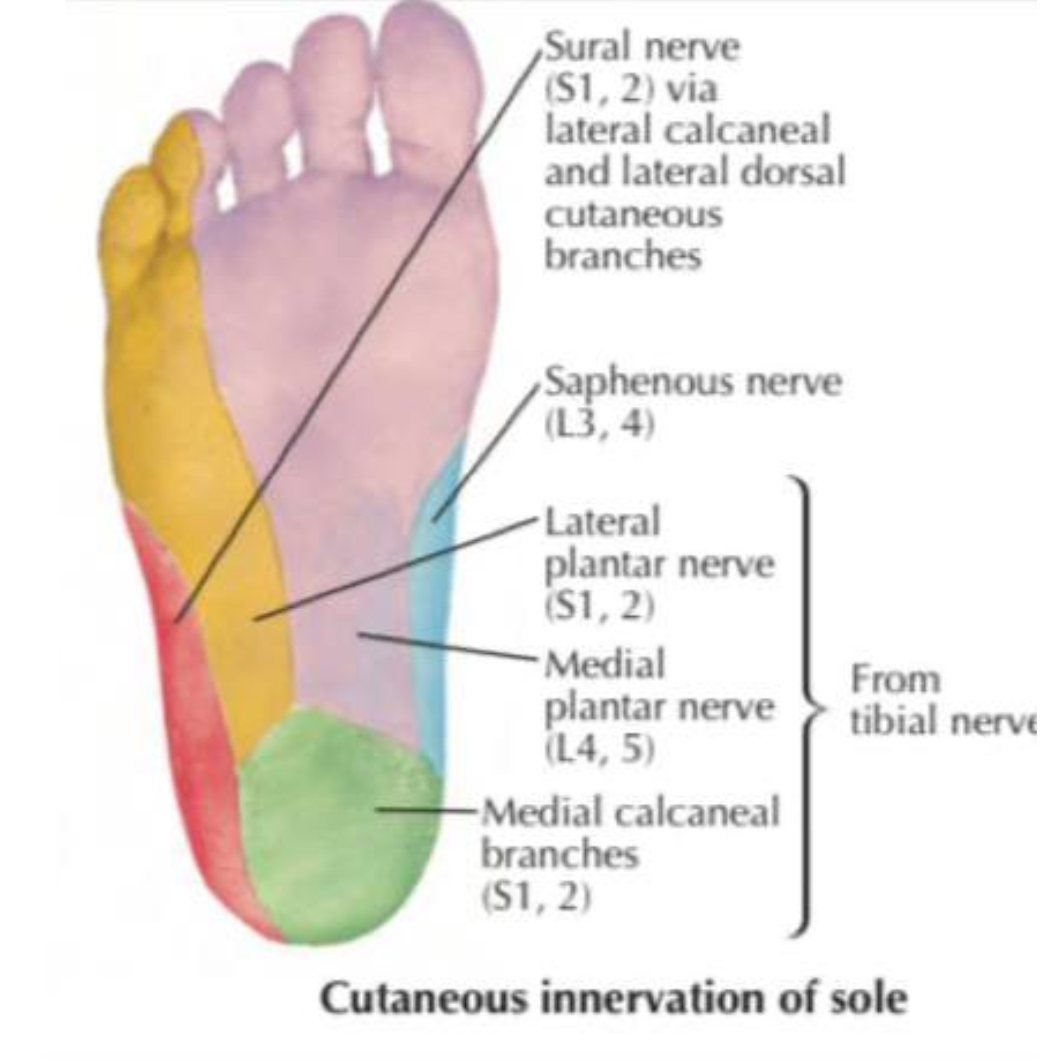 Cutaneous Innervation Of The Lower Limb