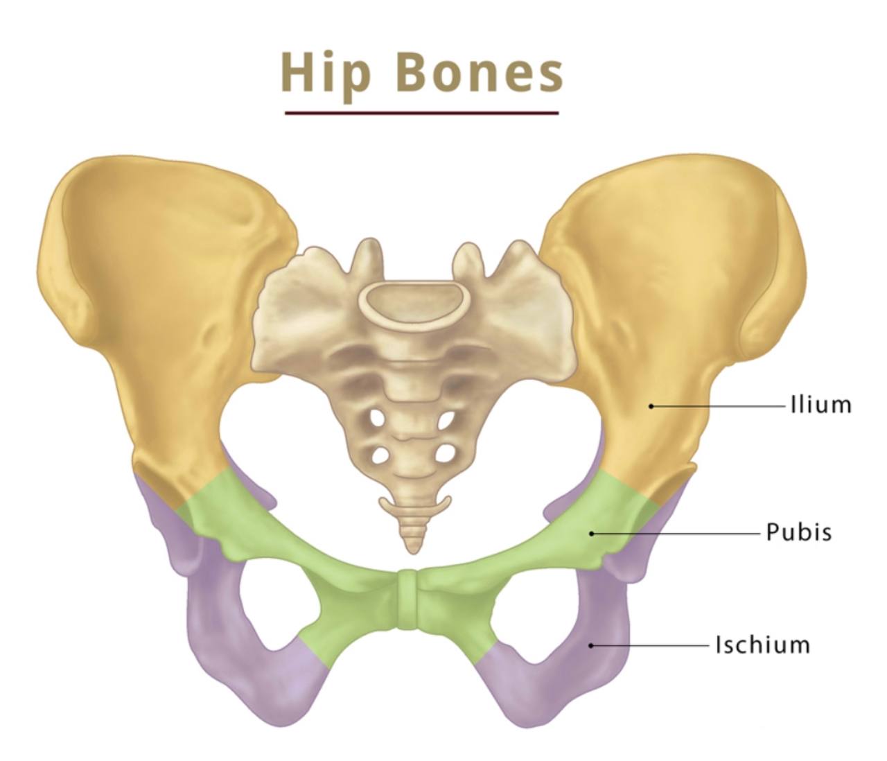 Sciatic foramina