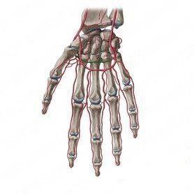 Carpometacarpal(CMC)Joints