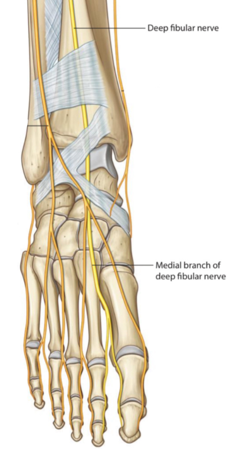 THE STRUCTURES THAT PASS BENEATH THE EXTENSOR RETINACULUM