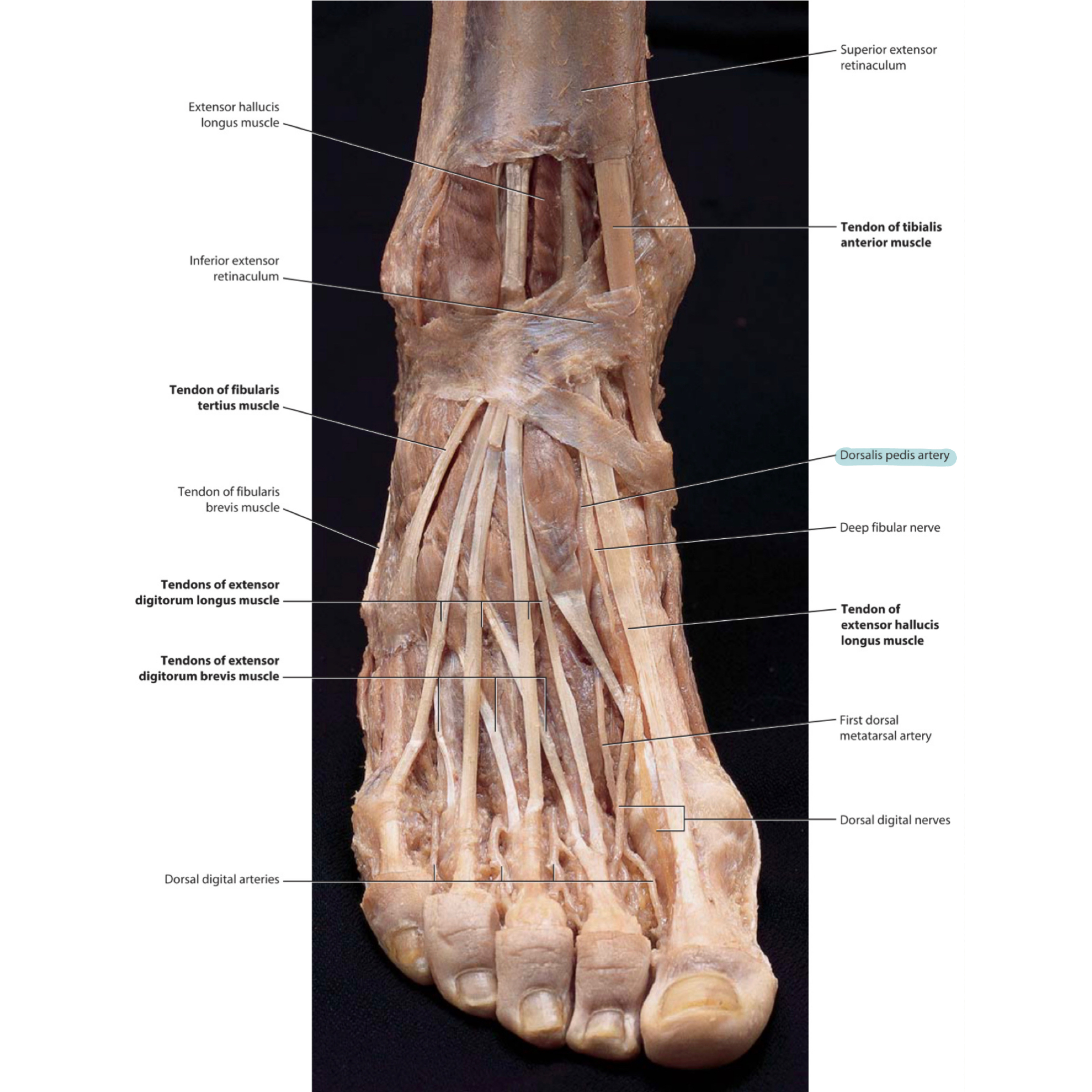 Dorsalis Pedis Artery Physiopedia