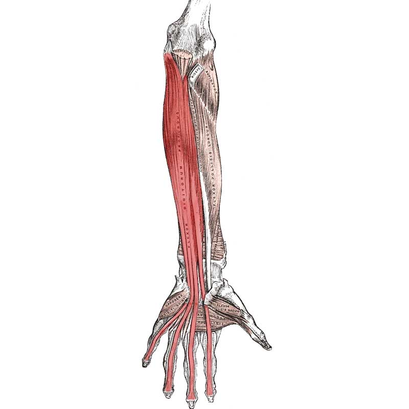 flexor digitorum profundus and superficialis