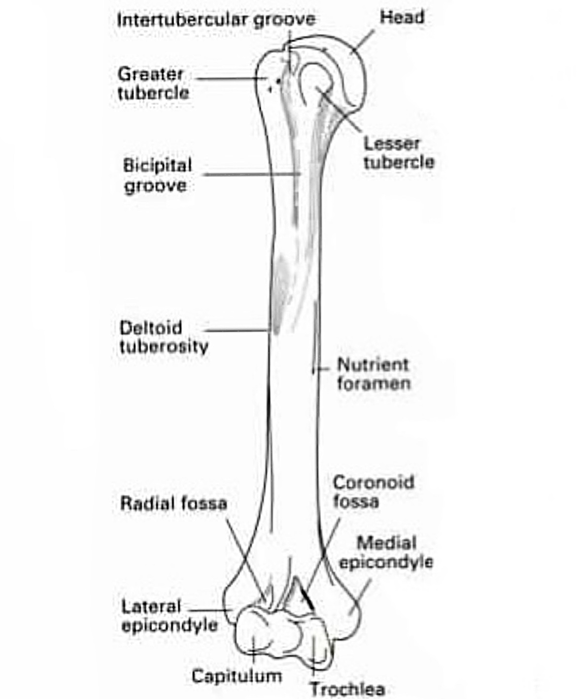 Humerus