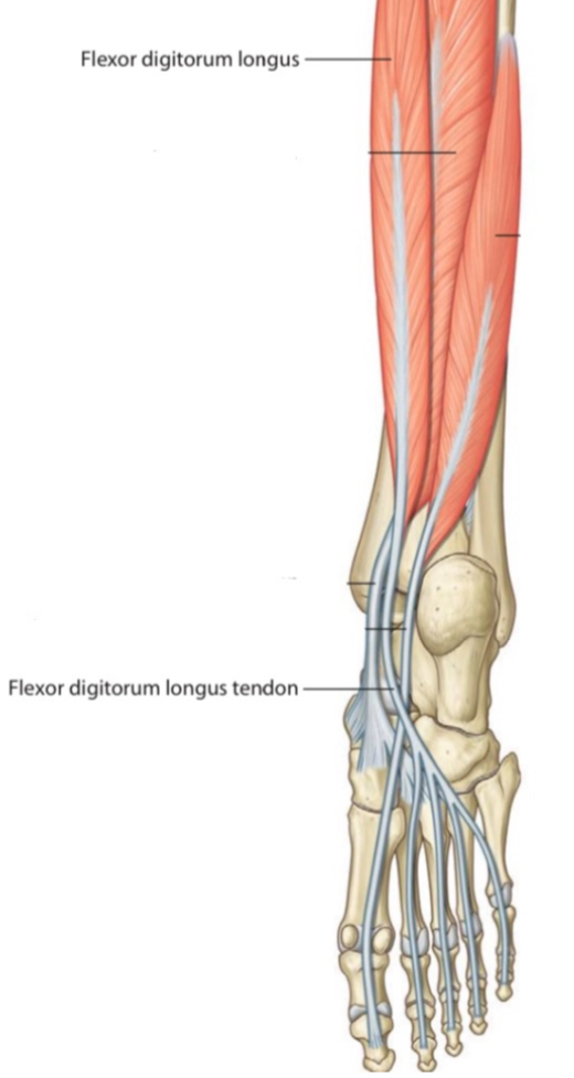 Structures That Pass Behind Medial Malleolus Below Flexor Retinaculum