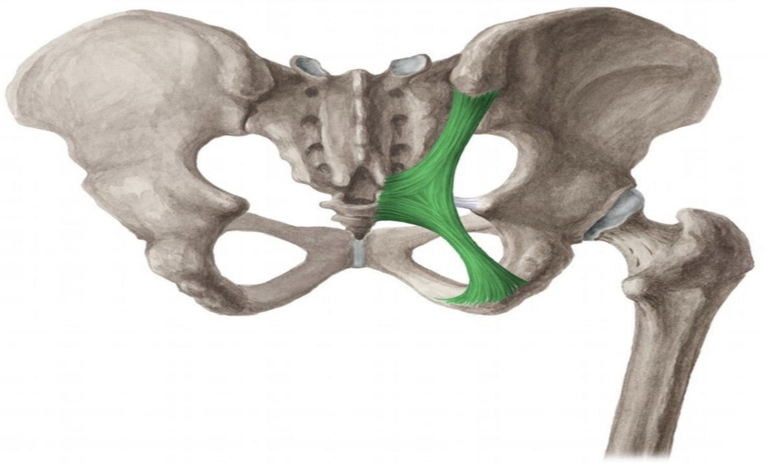 Sacrotuberous Ligament