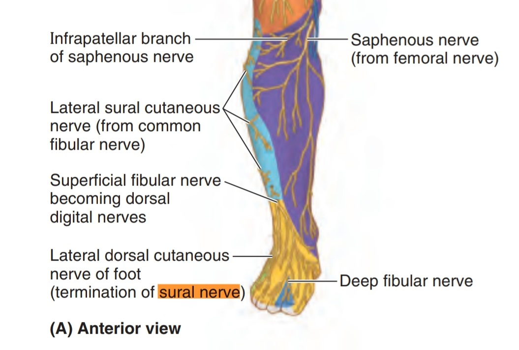 SURAL NERVE