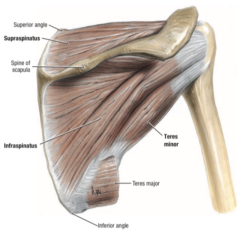 Teres Minor