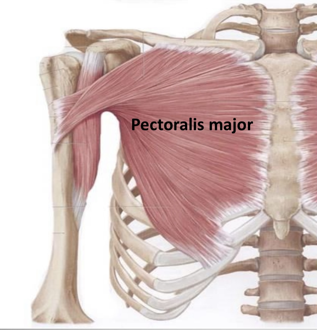 Clavipectoral Fascia