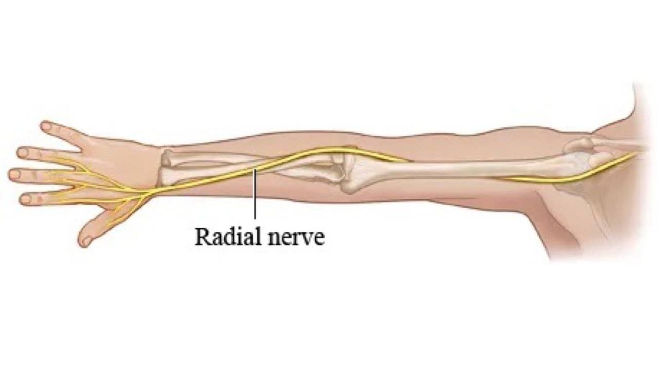 Radial nerve