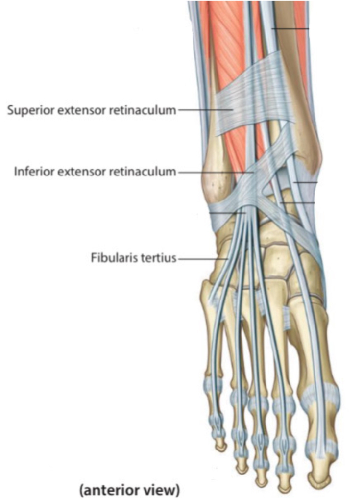 The Structures That Pass Beneath The Extensor Retinaculum