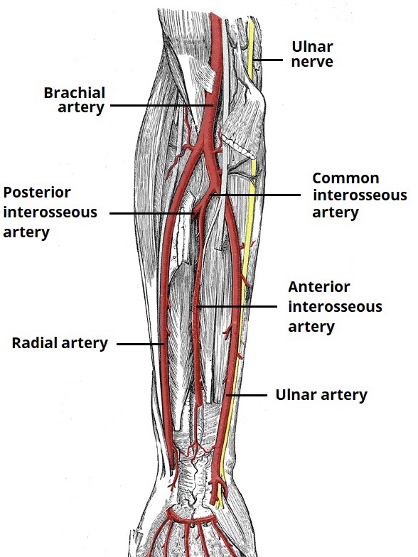 Palmaris Longus