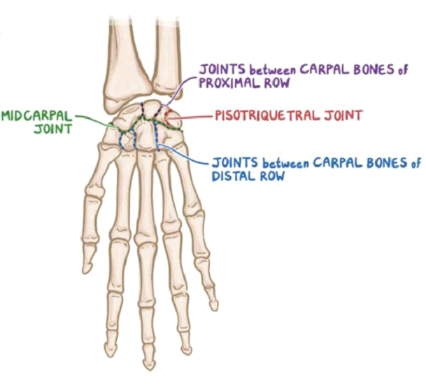 midcarpal joint