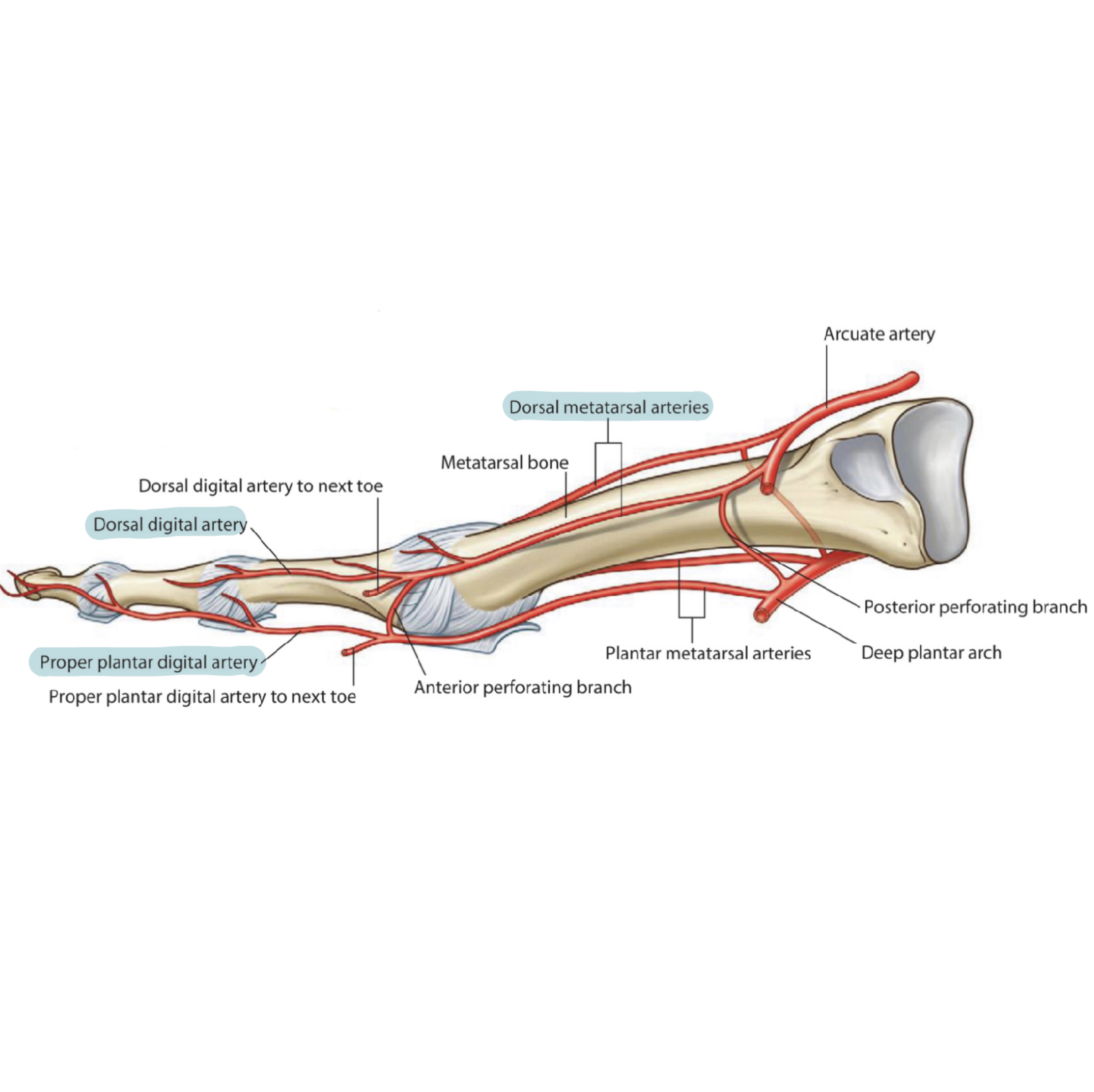 Dorsalis Pedis Artery