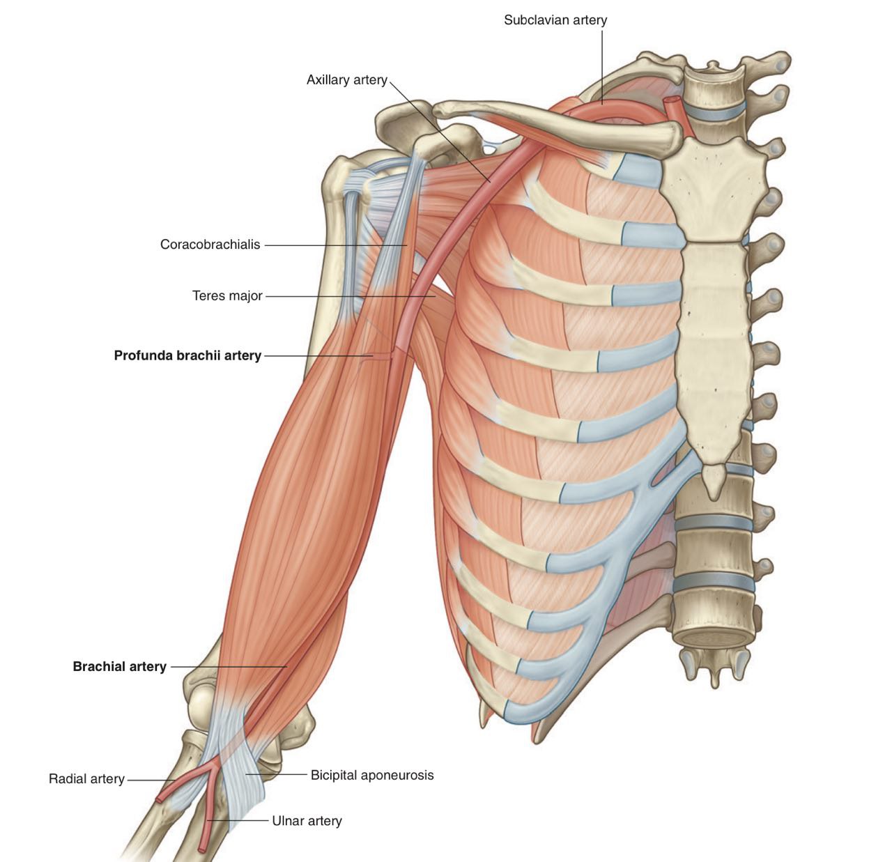 The Brachial Artery